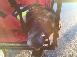 Cheyenne with rainbow