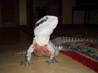 Spockie-1