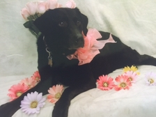 Cheyenne with flowers