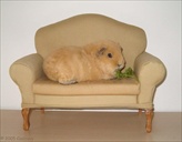 Thanks to free-pet-wallpapers for the photo!