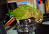 Thanks to free-pet-wallpapers for the photo!