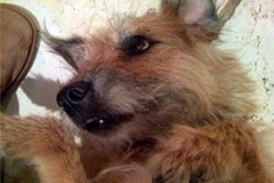 Thanks to weforanimals.com for the photo!