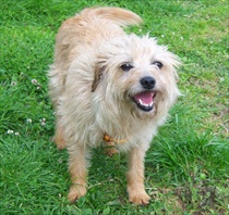 Beloved Puce in the garden