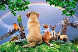 Rainbow Bridge 4
