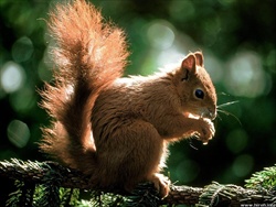 Red squirrel