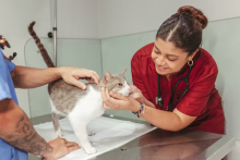 Vet with cat