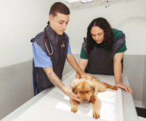 Vet with dog and lady