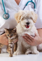 Vet with kitten and puppy
